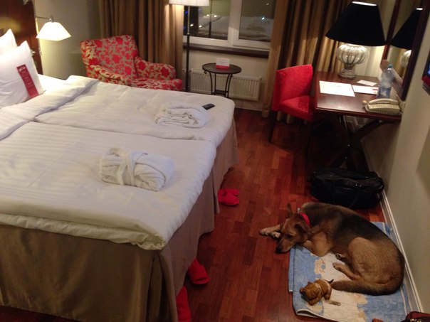 Пропала собака из отеля Олимпия, в Адмиралтейском районе,