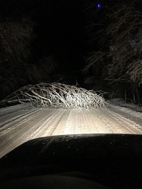 На Выборгском шоссе, между Первомайским и поворотом на Цвелодубово , упало дерево, проезда легковым ...