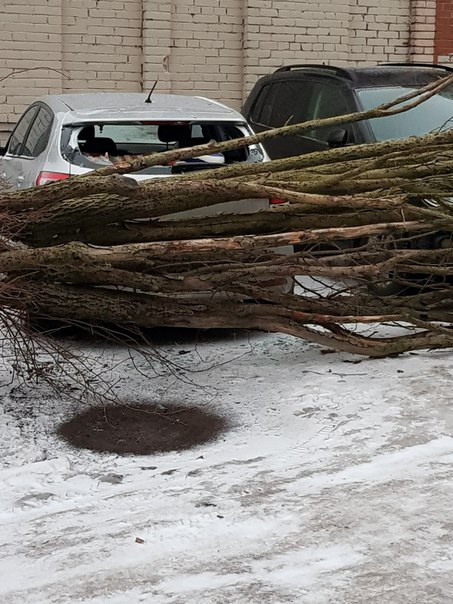 Упало дерево на припаркованные автомобили во дворе дома 17 к 2 по ул. СИКЕЙРОСА .