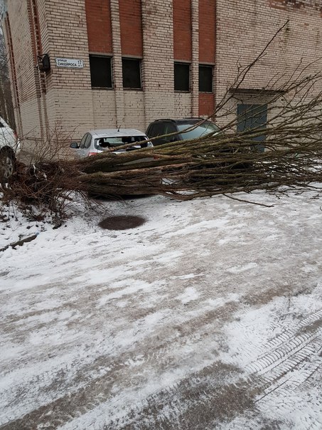 Упало дерево на припаркованные автомобили во дворе дома 17 к 2 по ул. СИКЕЙРОСА .