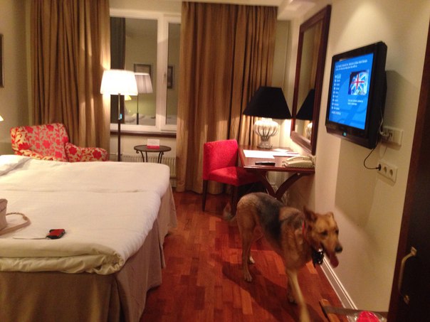 Пропала собака из отеля Олимпия, в Адмиралтейском районе,