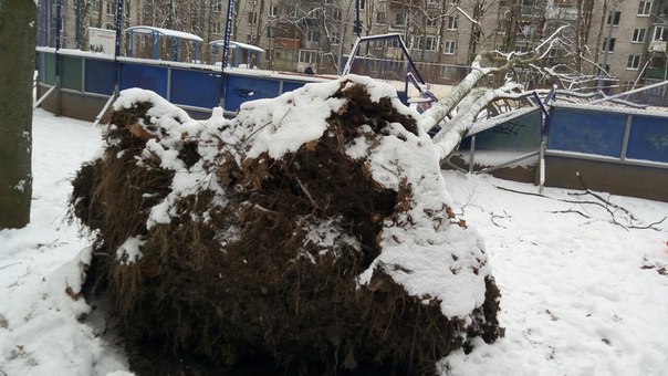 В Пушкине, на детскую хоккейную площадку упало дерево. Оборваные провода висят на нем.