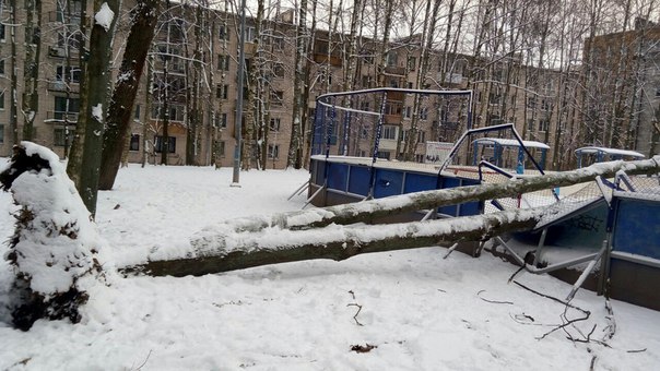 В Пушкине, на детскую хоккейную площадку упало дерево. Оборваные провода висят на нем.