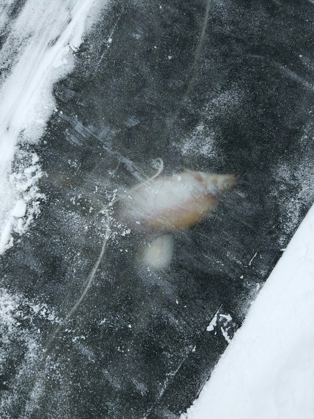 21 января в Финском заливе поперёк входа в морской порт нашли вмёрзшую в лёд не убранную рыбацкую се...