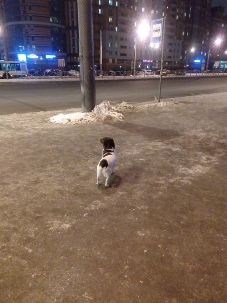 Бегает собака на пересечении Богатырского и Гаккелевской. Явно потерялась, ищет хозяина. Может кто з...