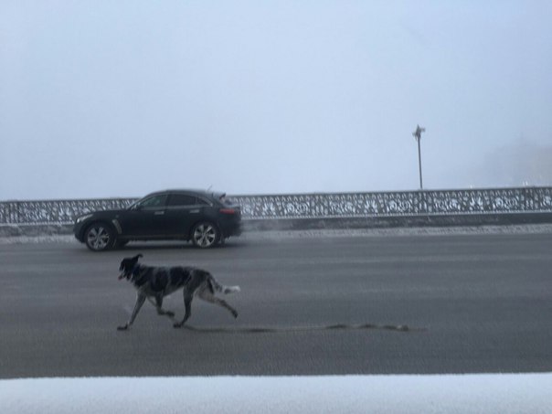 Васильевский Остров. 22.02. испугался и рванул вместе с поводком пёс. В 12:00 того же дня был замече...