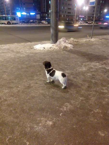 Бегает собака на пересечении Богатырского и Гаккелевской. Явно потерялась, ищет хозяина. Может кто з...