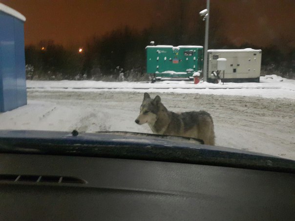 СПБ и ЛО!! Собаке "волку" Ричу прибившимуся к заправке на Московском шоссе нужна помощь!!