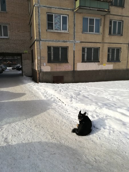 Около дома 269/2 по проспекту Обуховской Обороны с утра слоняется пес, с ошейником, сидит почти на о...