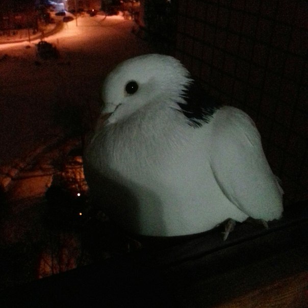 Сегодня вечером на балкон прилетел голубь. На лапке кольцо-метка. Видимо почтовый. Боюсь что замерзн...