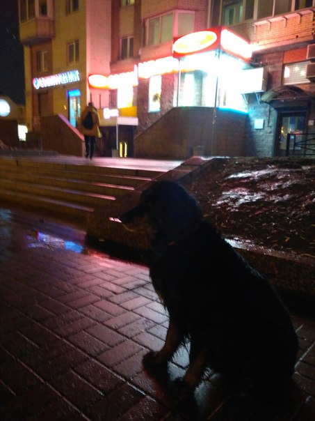 Сейчас на выходе из метро Комендантский проспект увидел пса, видимо потерялся бедолага. Есть и ошейн...