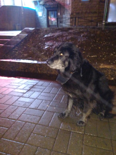 Сейчас на выходе из метро Комендантский проспект увидел пса, видимо потерялся бедолага. Есть и ошейн...