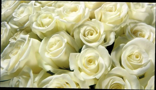 Белая и Персиковая роза 50см всего 40р за штуку