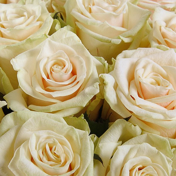 Белая и Персиковая роза 50см всего 40р за штуку