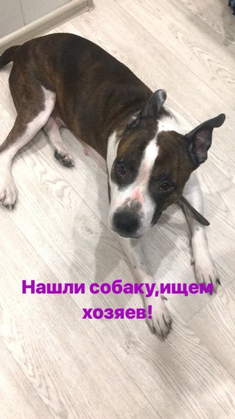 30 апреля в 23:00 на улице Тамбасова 5, собака девочка, бросилась под колёса машины, собаку подобра...