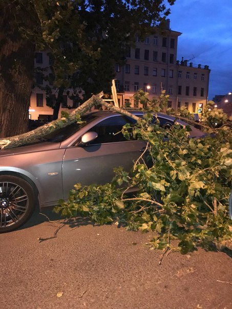 На набережной канала Грибоедова около дома 117 дерево упало на автомобиль БМВ.