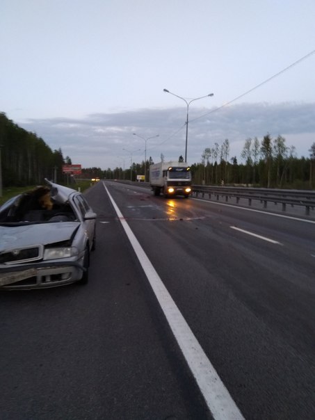 Лосенок выбежал на Новопризерке, не доезжая съезда на Токсово.