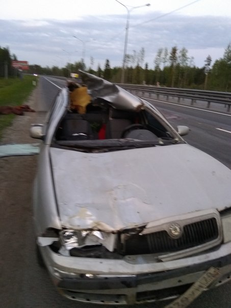 Лосенок выбежал на Новопризерке, не доезжая съезда на Токсово.