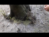 Борьба с гусеницами горностаевой черемуховой моли в Невском районе.