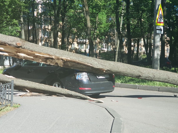 На Ярославском проспекте дерево упало на Октавию или Рапид.