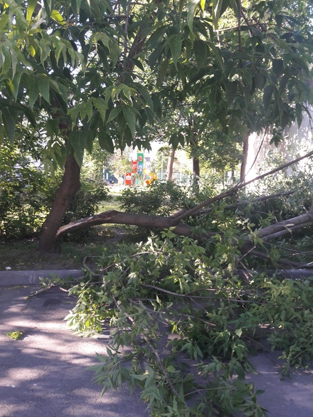 Упало дерево на улице Решетникова д.17 во дворе прямо на капот машины