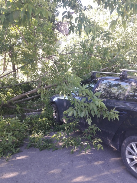 Упало дерево на улице Решетникова д.17 во дворе прямо на капот машины