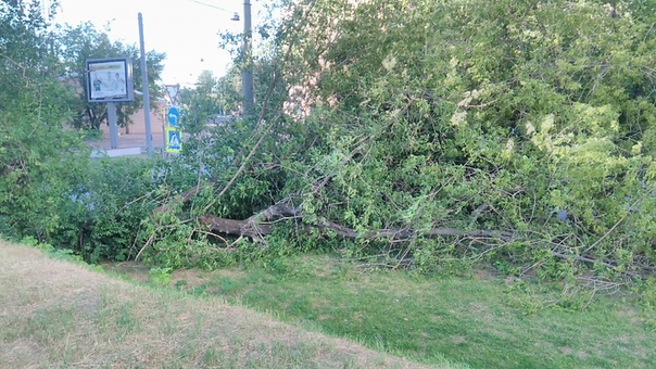 Упало дерево на Чапаева 18.