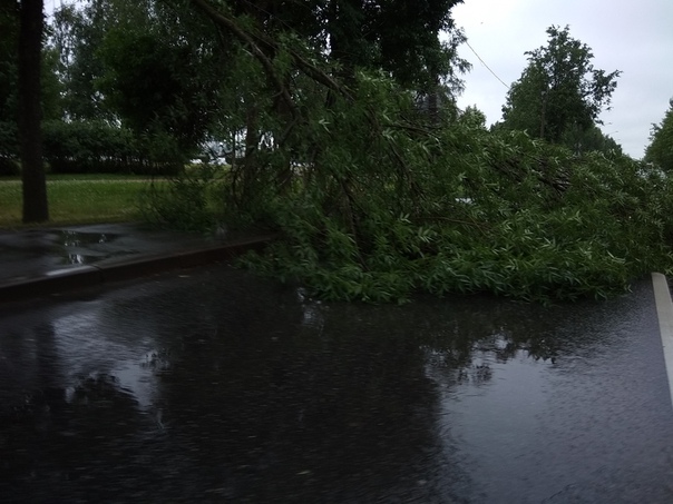 В Колпино упало обломилось дерево , перекрыло одну полосу на Володарского