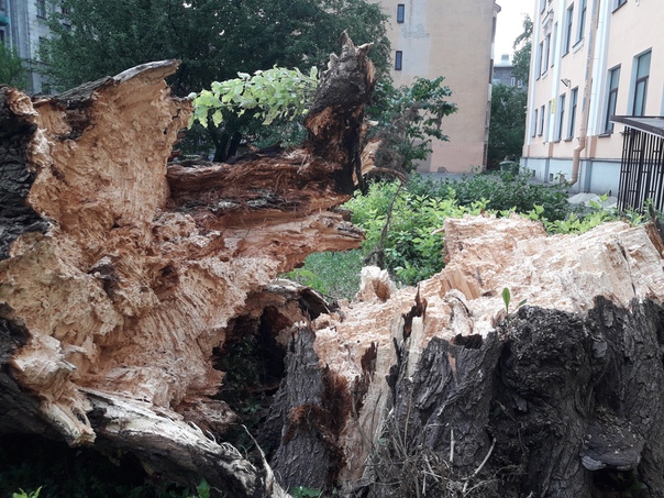 На ул. Полозова у 80 школы упало дерево. Сильного ветра не наблюдалось. Дерево не гнилое.