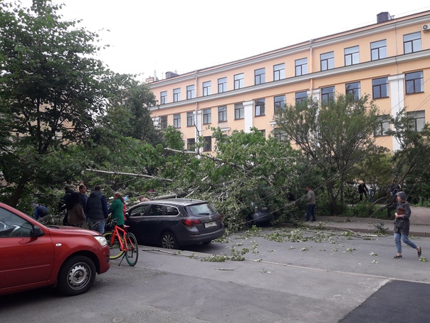 На ул. Полозова у 80 школы упало дерево. Сильного ветра не наблюдалось. Дерево не гнилое.