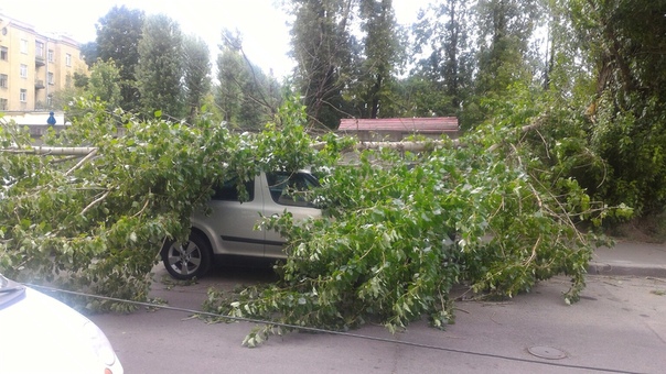 Дерево накрыло Шкоду на Бобруйской, во дворе дома 8