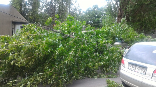Дерево накрыло Шкоду на Бобруйской, во дворе дома 8