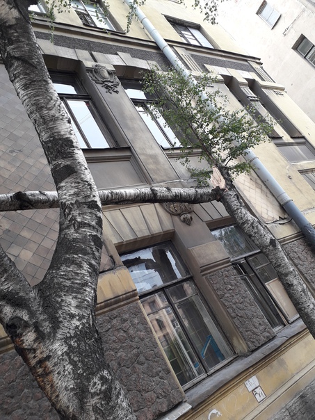 Большая Пушкарская 26 упало дерево
