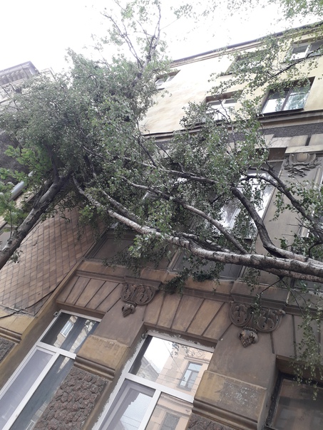 Большая Пушкарская 26 упало дерево