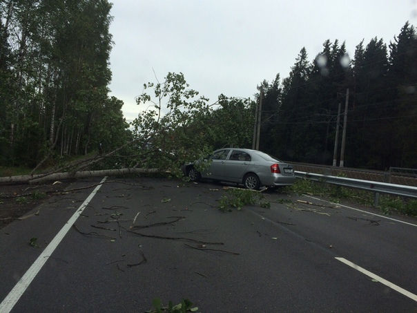 По дороге в Рощино дерево упало на едущую машину , водитель не пострадал