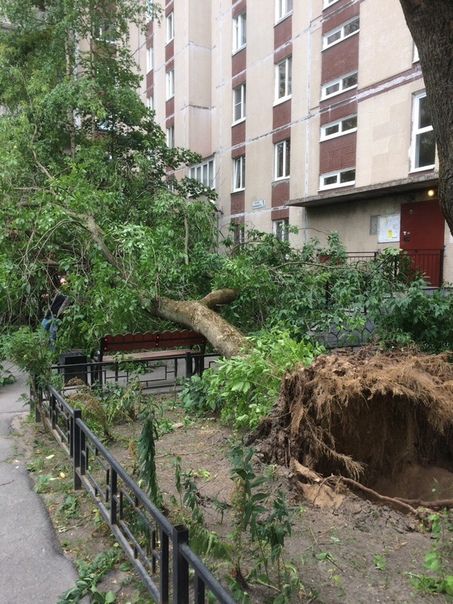 Во дворе дома 1/2 на проспекте Луначарского упало дерево, никто не пострадал. Все машины целы, прохо...