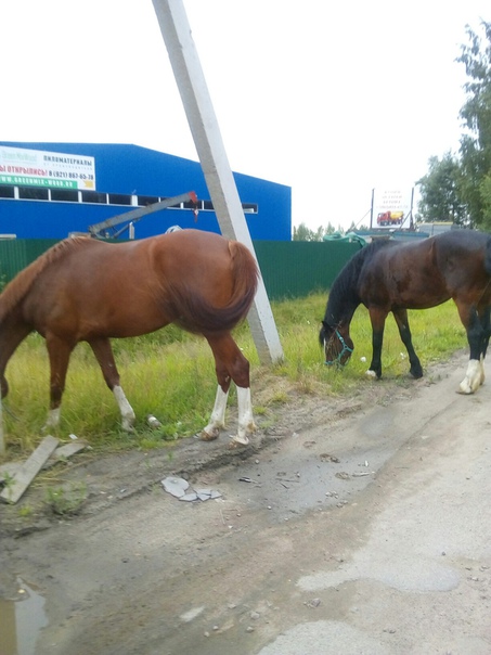 В Янино лошади вырвались на свободу и пасутся рядом с агрофермой Выборжец