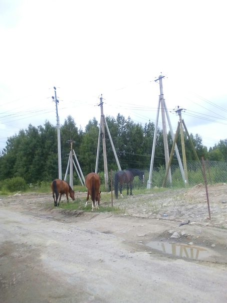 В Янино лошади вырвались на свободу и пасутся рядом с агрофермой Выборжец