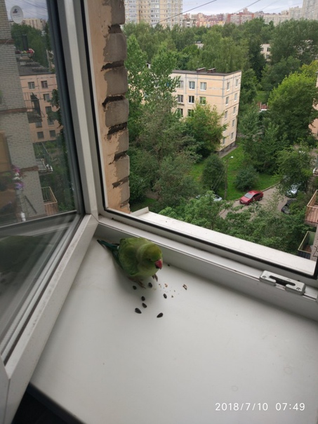 На улице Лёни Голикова в Кировском р-не, на балкон дома 25 прилетел попугай , залетел в квартиру и с...