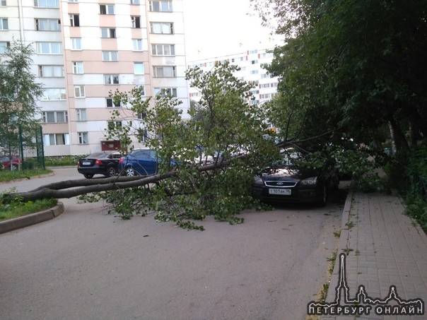 Во дворе дома по. Маршала Жукова 28 корпус 1 упало деревце. Визуально машина не сильно пострадала, н...