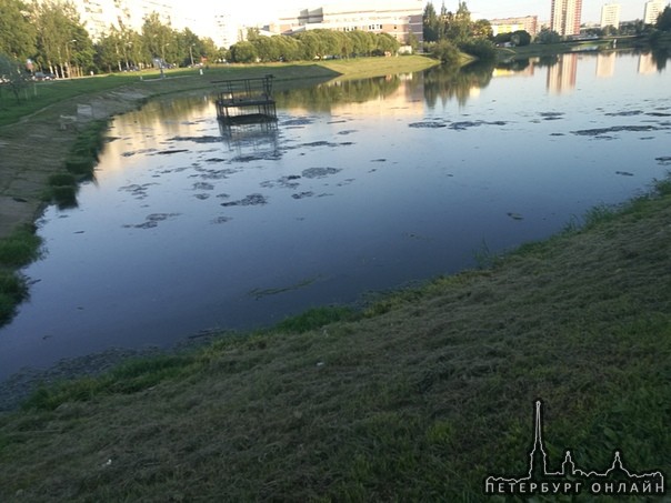 Пока власти города в очередной раз собираются почистить р. Новую в Кировском районе г. СПБ, и по пол...