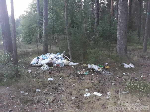 Отдыхающие организовали самую настоящую мусорку вдоль берега Финского залива между Большой Ижорой и ...