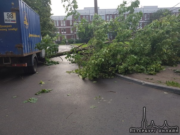 На проспекте Ветеранов у дома 149 рядом с 352 школой упало дерево.