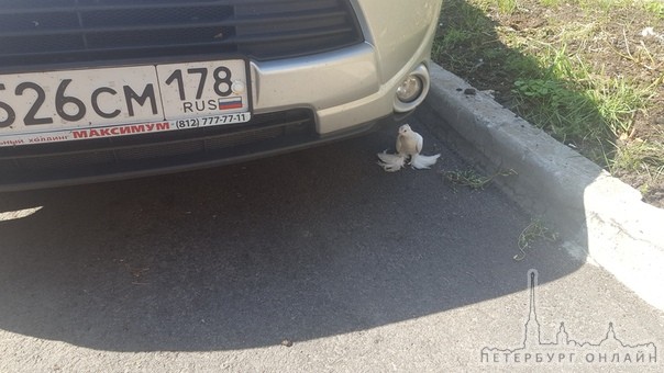 У кого потерялся голубь? Сидит под машиной по адресу Московский проспект 70 корпус 2.