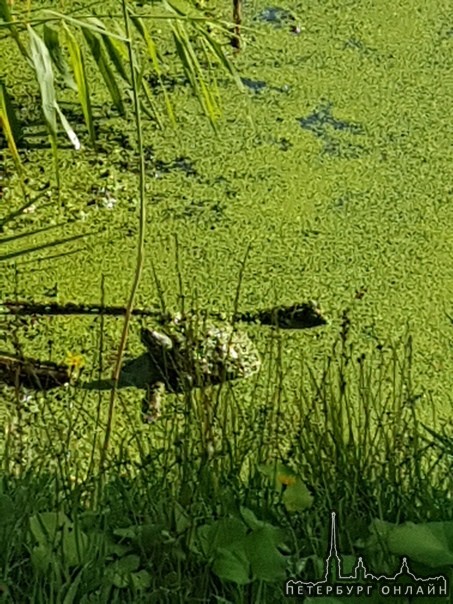 В Приморском районе увидели большую черепаху в маленькой грязной канаве около дороги. Видать кто-то ...