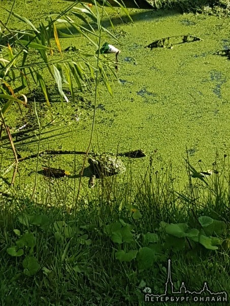 В Приморском районе увидели большую черепаху в маленькой грязной канаве около дороги. Видать кто-то ...