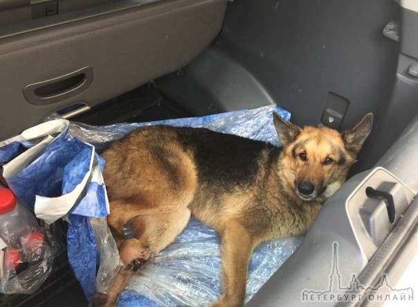 Сегодня на КАДе ,недалеко от мага-Парнас сбили собаку,водитель скрылся с места