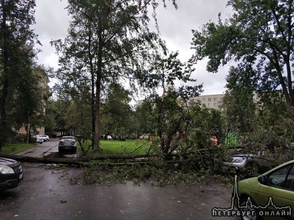 Во дворе дома 2 по Среднеохинскому проспекту дерево перекрыло проезд и повредило Kia Mohave