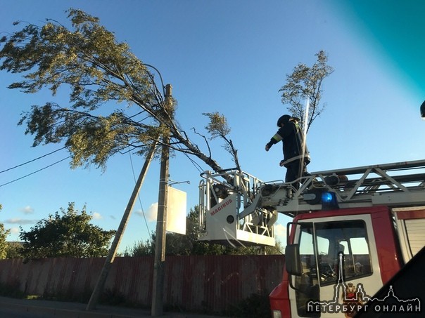 У перекрёстка Выбогского шоссе и улицы Жени Егоровой дерево упало на провода, пожарные ликвидируют.