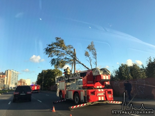 У перекрёстка Выбогского шоссе и улицы Жени Егоровой дерево упало на провода, пожарные ликвидируют.